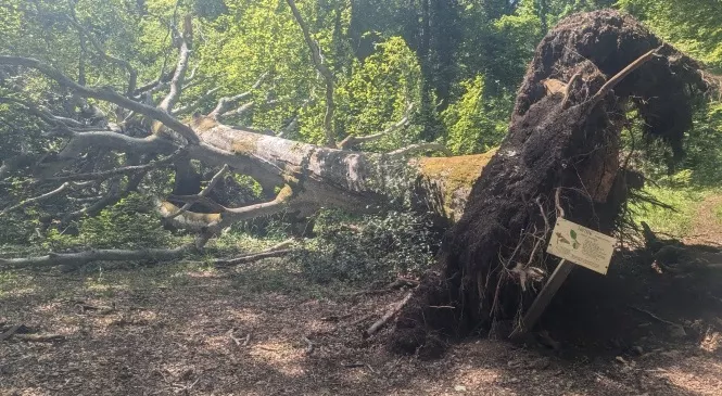 Refuge article de test